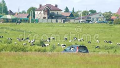 奶牛在一个村子里路过的汽车旁吃草